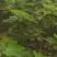 无花果苗保成活率诚信经营价格优惠欢迎视频看货