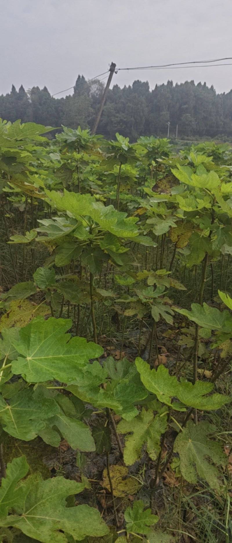 无花果苗保成活率诚信经营价格优惠欢迎视频看货