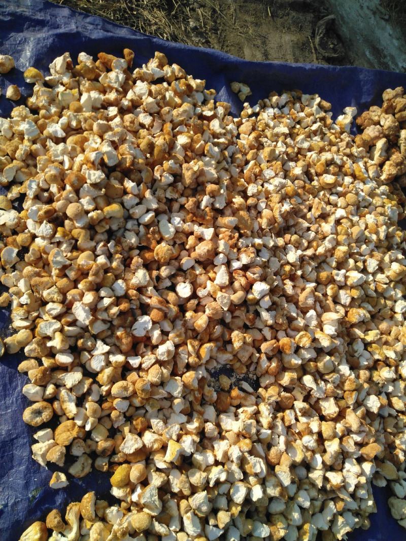 东北猴头菇批发精品猴头菇块批发