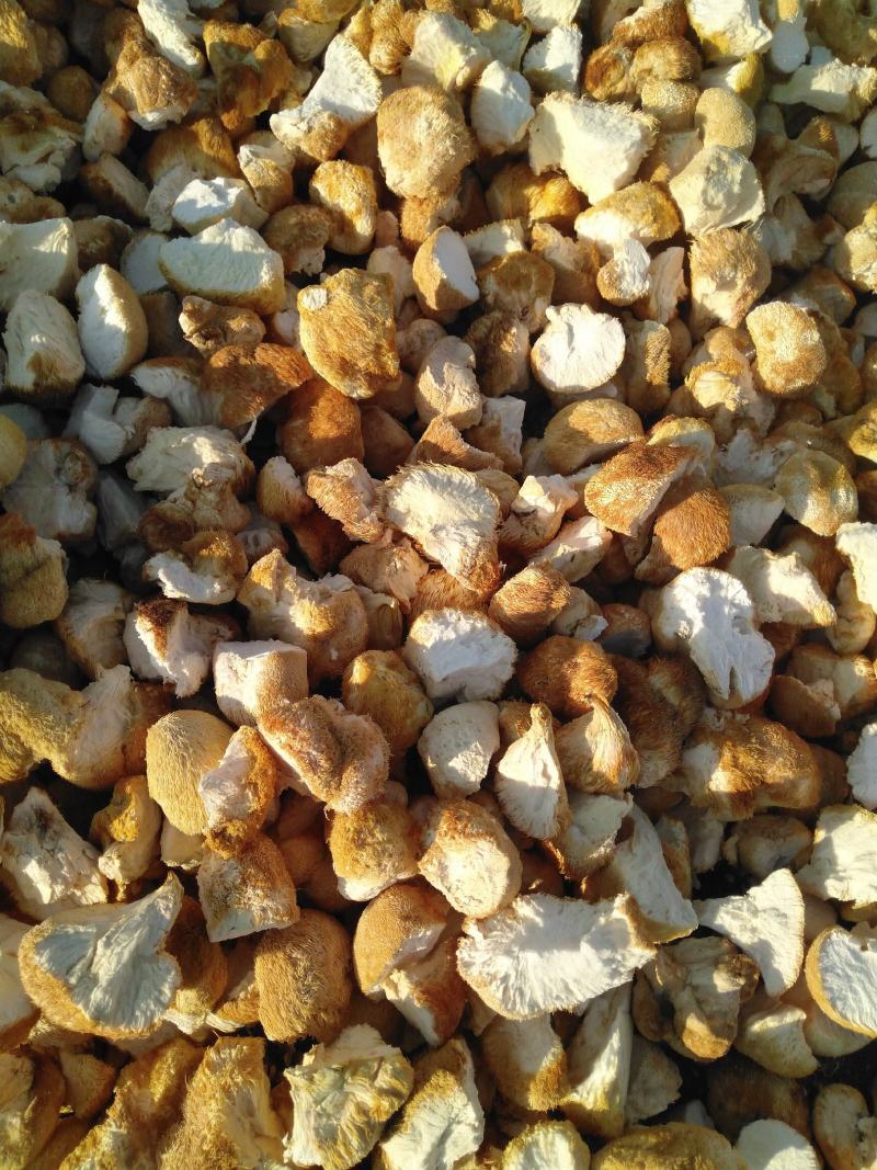 东北猴头菇批发精品猴头菇块批发