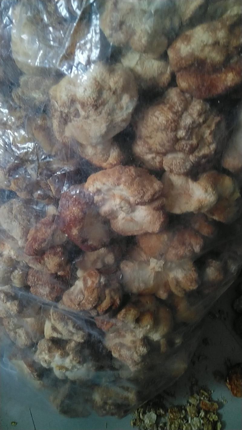 东北猴头菇批发头茬大猴头菇批发
