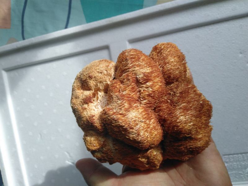 东北猴头菇批发头茬大猴头菇批发