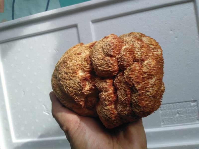 东北猴头菇批发头茬大猴头菇批发