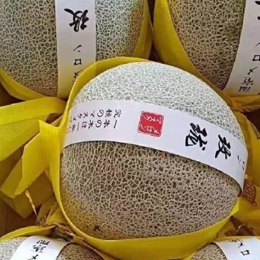 海南哈密瓜网纹瓜玫珑瓜香甜可口冰淇淋口感