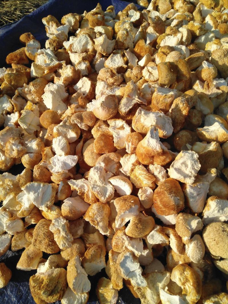 东北猴头菇批发精品猴头菇块批发