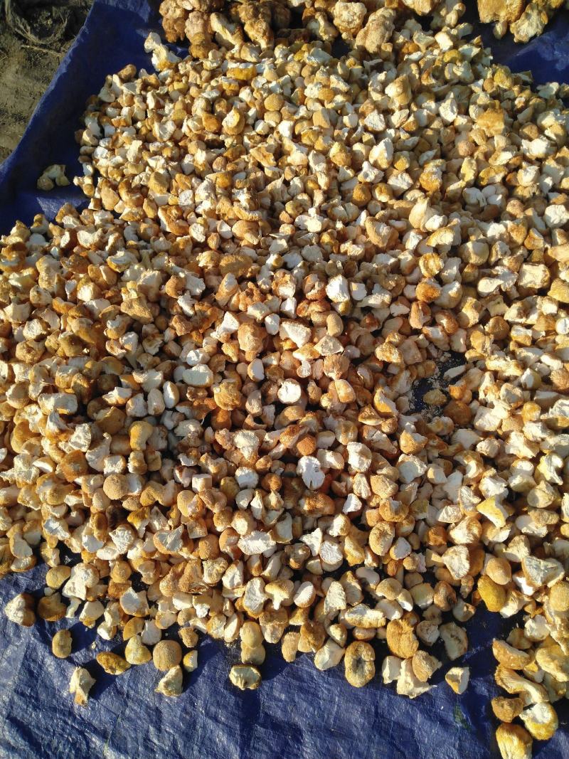 东北猴头菇批发精品猴头菇块批发
