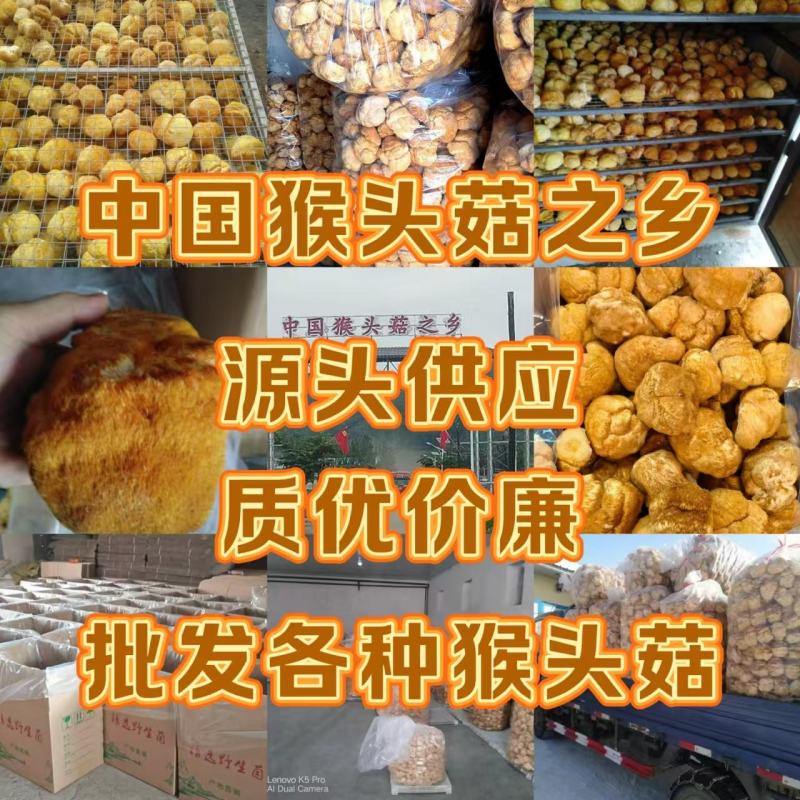 东北猴头菇批发精品猴头菇块批发