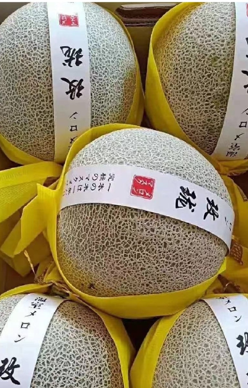 海南哈密瓜网纹瓜玫珑瓜香甜可口冰淇淋口感