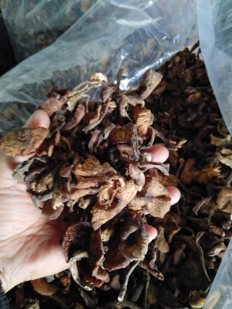 东北榛蘑批发黑龙江海林本地榛蘑批发