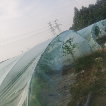 钢管大棚出租48亩田，通水通电靠大路边只要1200