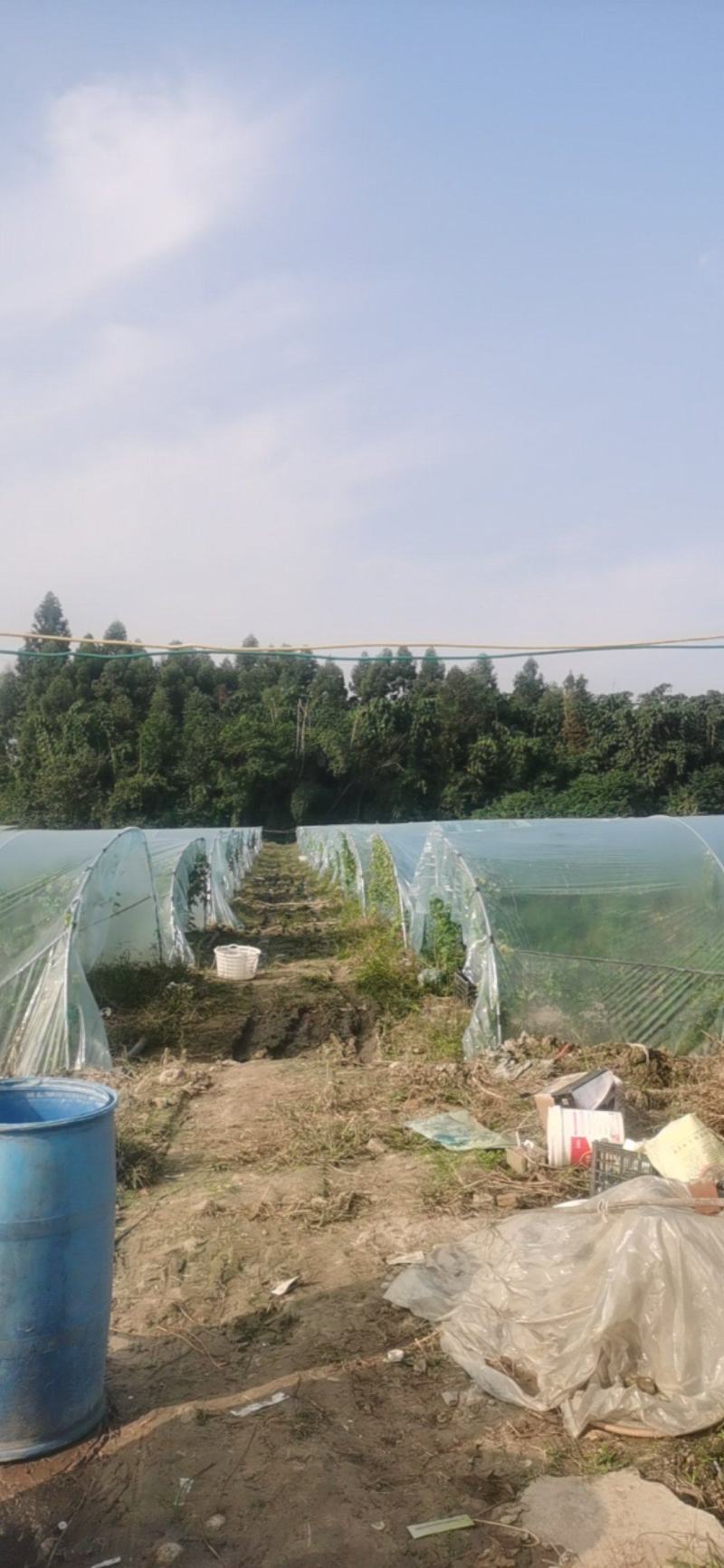 钢管大棚出租48亩田，通水通电靠大路边只要1200