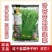 世纪苔韭种子韭苔种子叶台兼用四季抽苔抗寒抗病