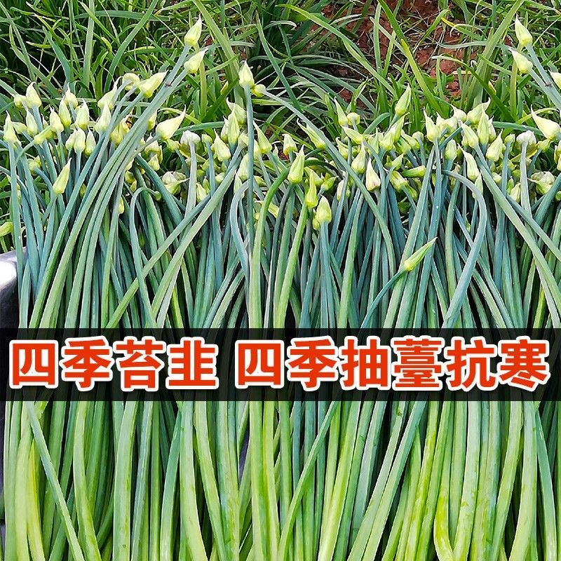 世纪苔韭种子韭苔种子叶台兼用四季抽苔抗寒抗病