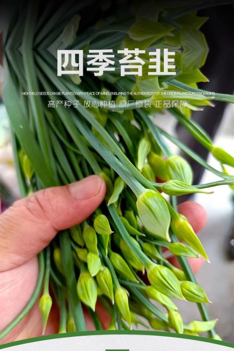 世纪苔韭种子韭苔种子叶台兼用四季抽苔抗寒抗病