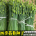 世纪苔韭种子韭苔种子叶台兼用四季抽苔抗寒抗病