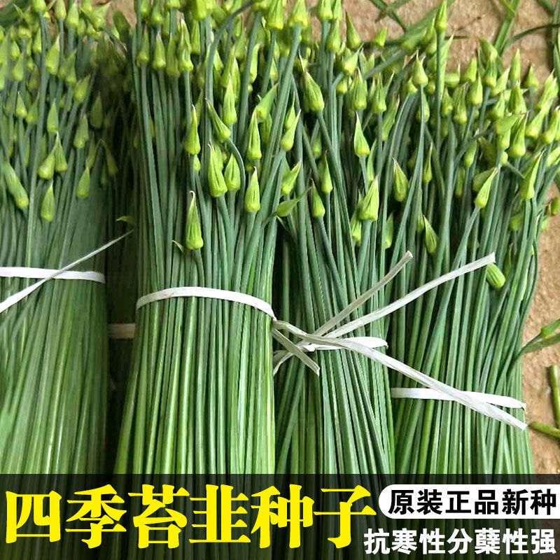 世纪苔韭种子韭苔种子叶台兼用四季抽苔抗寒抗病