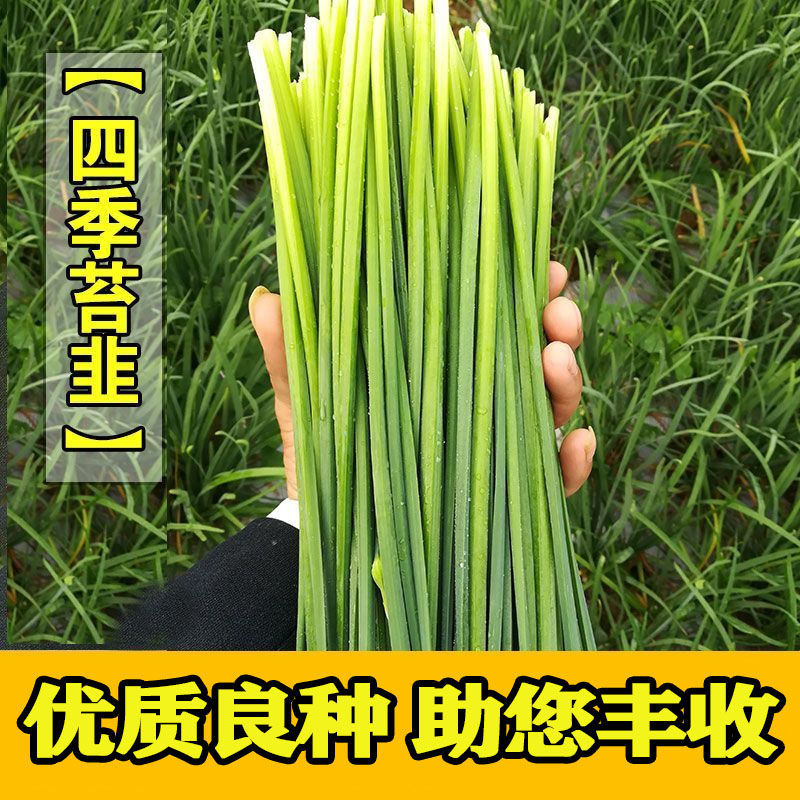 世纪苔韭种子韭苔种子叶台兼用四季抽苔抗寒抗病
