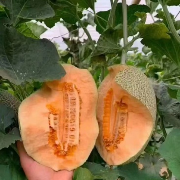 海南哈密瓜25号凤金六号玉菇甜瓜玫珑瓜香甜可口冰淇淋口