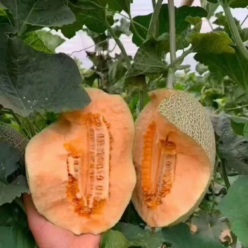 海南哈密瓜25号凤金六号玉菇甜瓜玫珑瓜香甜可口冰淇淋口