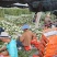 海南哈密瓜25号凤金六号玉菇甜瓜玫珑瓜香甜可口冰淇淋口