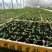 团生菜苗，结球生菜苗
