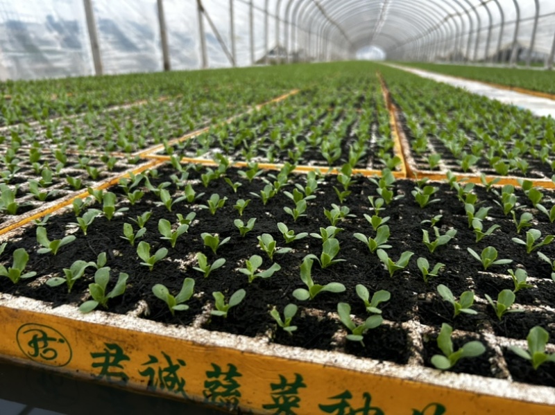 团生菜苗，结球生菜苗