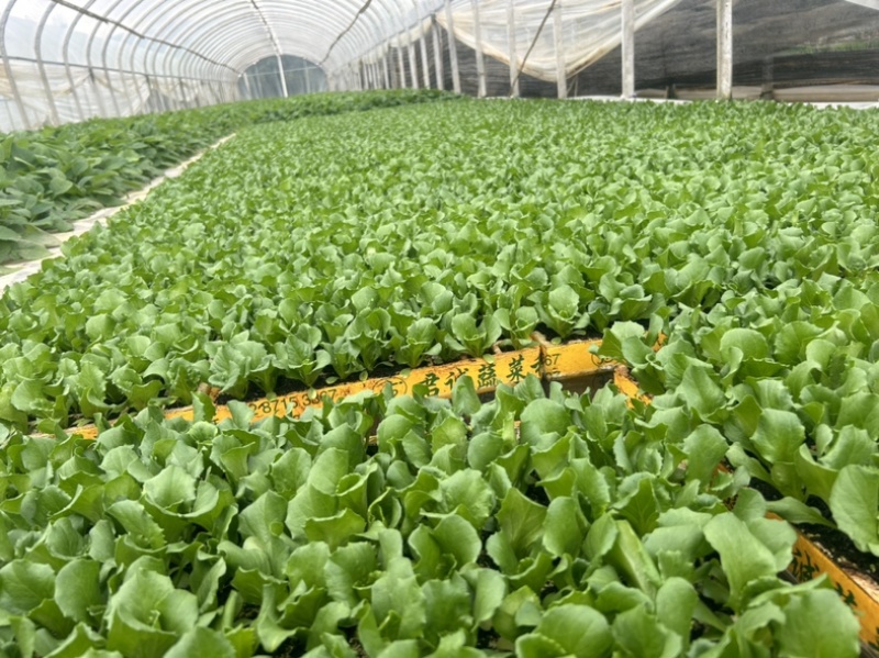 团生菜苗，结球生菜苗