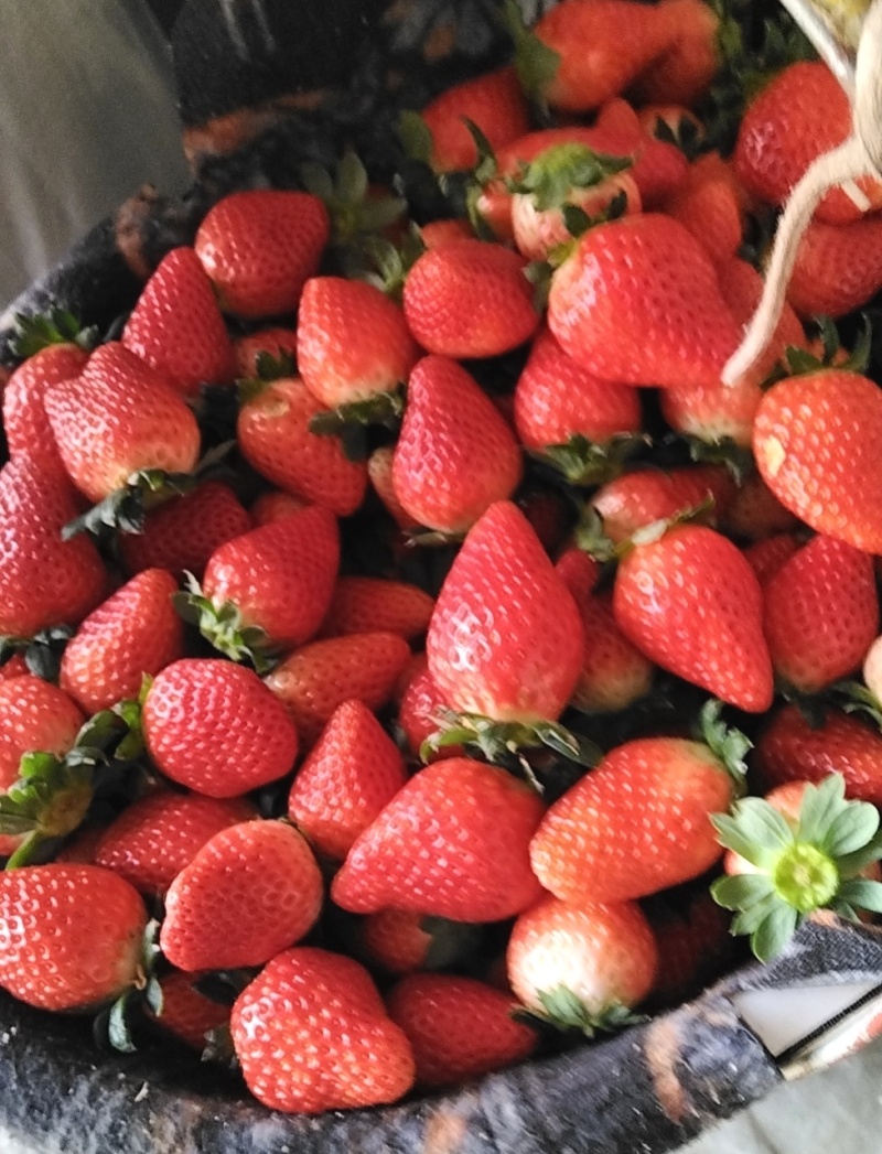 妙香草莓大量上市