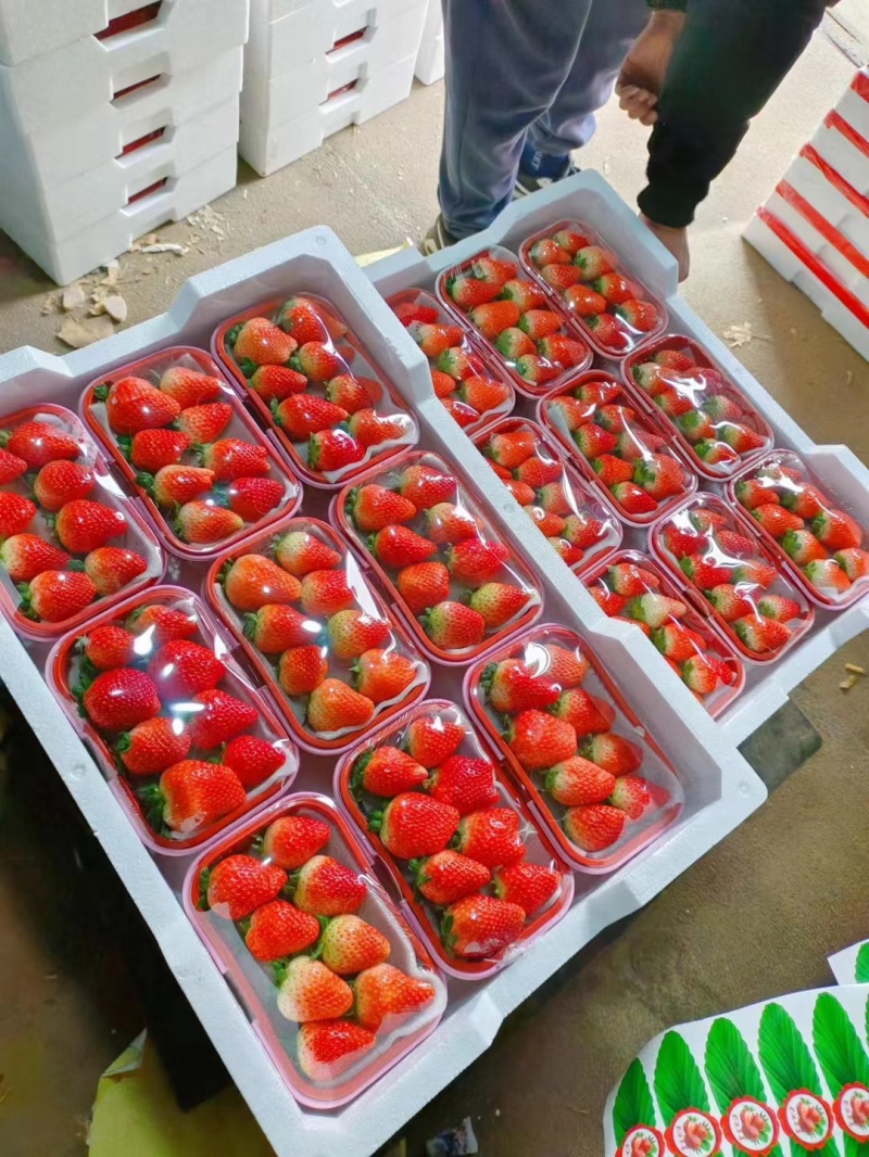妙香草莓大量上市