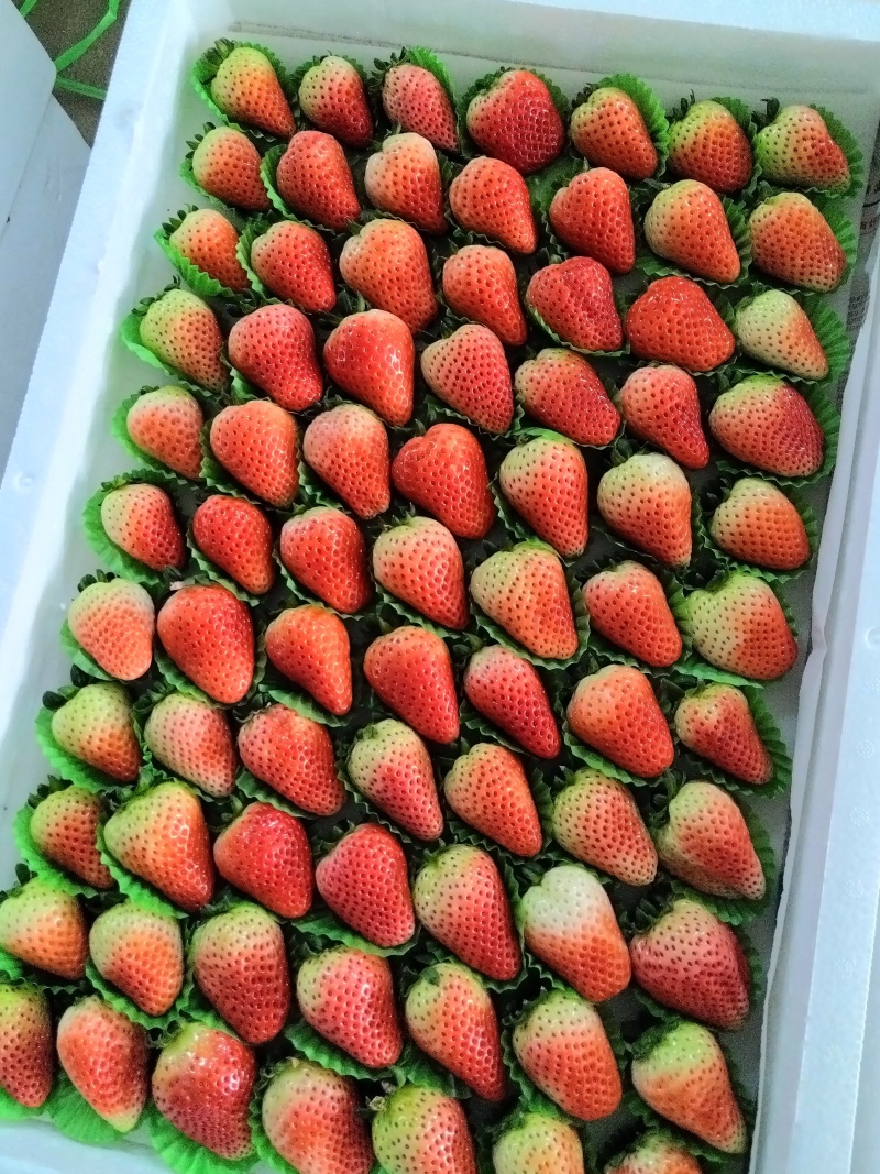 妙香草莓大量上市