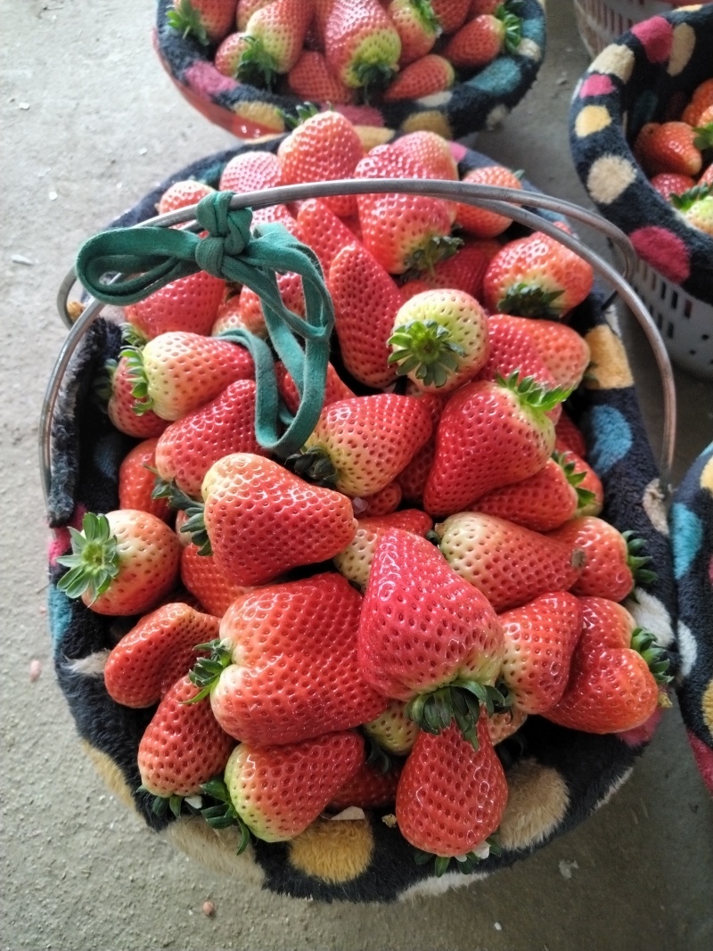 妙香草莓大量上市
