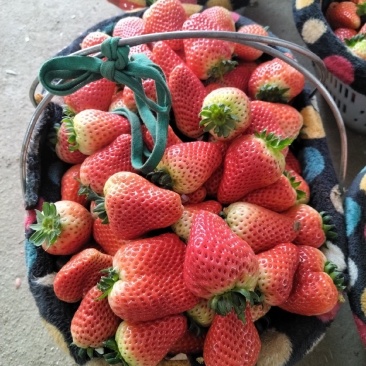妙香草莓大量上市