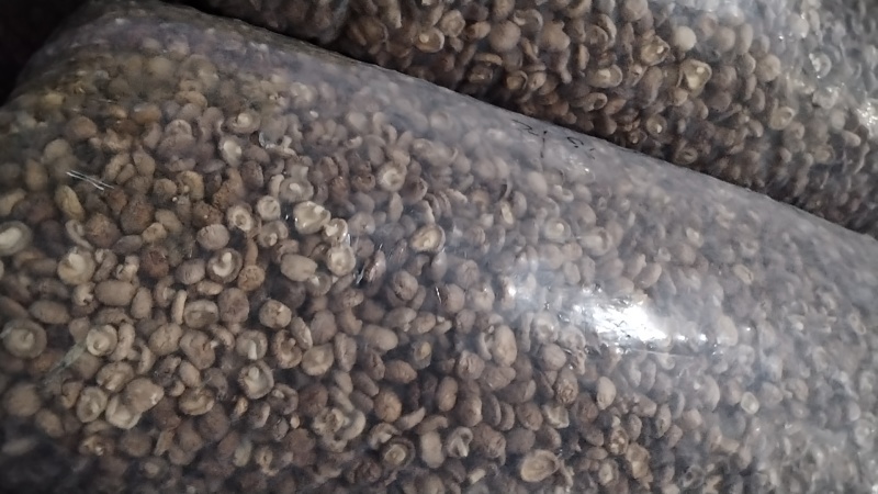 热销西峡食用菌香菇2.5-3cm纸箱包装帮助找车物流