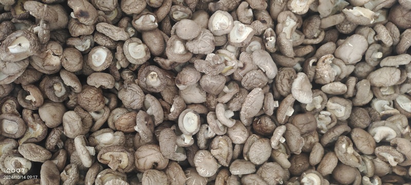 热销西峡食用菌香菇2.5-3cm纸箱包装帮助找车物流