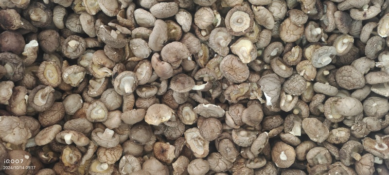 热销西峡食用菌香菇2.5-3cm纸箱包装帮助找车物流