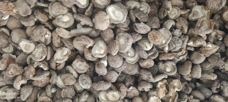 热销西峡食用菌香菇2.5-3cm纸箱包装帮助找车物流