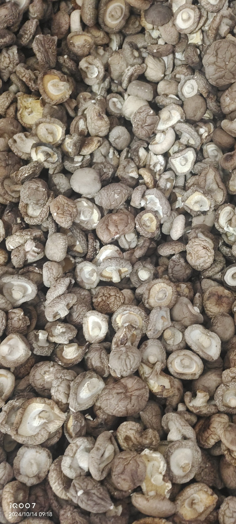 热销西峡食用菌香菇2.5-3cm纸箱包装帮助找车物流