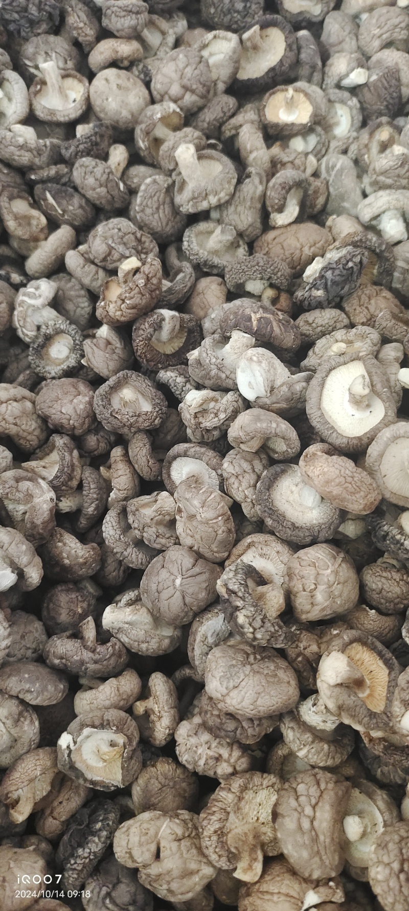 热销西峡食用菌香菇2.5-3cm纸箱包装帮助找车物流
