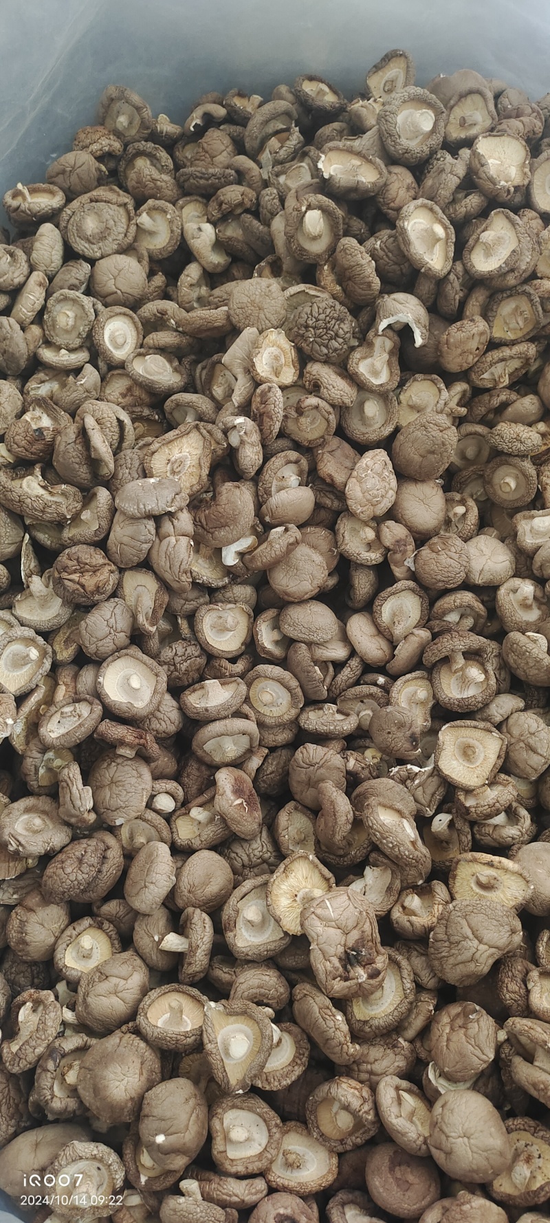 热销西峡食用菌香菇2.5-3cm纸箱包装帮助找车物流
