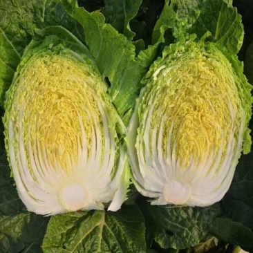 山东黄心大白菜大量上市中货源充足，价格美丽有需要老板联系，