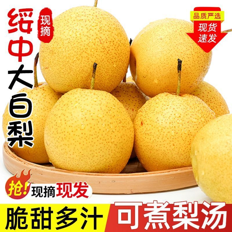 正宗辽宁绥中大白梨