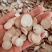 白芍白芍片无硫白芍片产地现货批发量大优惠实物拍摄图