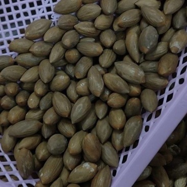 特级精品香榧嵊州香榧老产区百年老口味