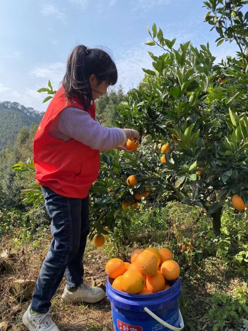 江西赣南脐橙子当季新鲜水果一件代发现摘现发质量保障