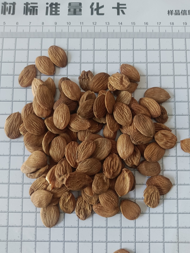 桃仁，家桃仁，山桃花新货，货干，实拍现货，24小时内发货