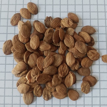 桃仁，家桃仁，山桃花新货，货干，实拍现货，24小时内发货