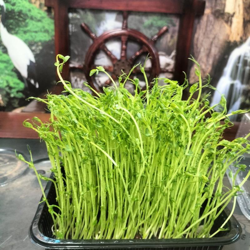 活体嫩菜