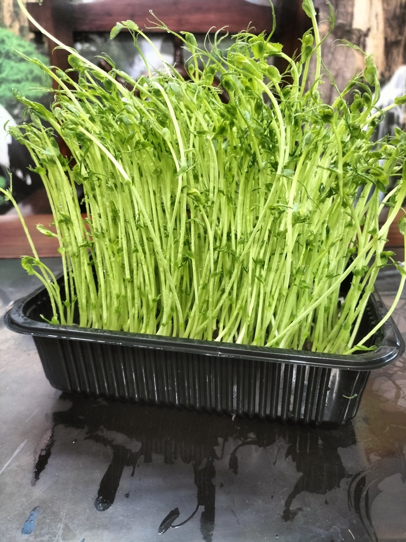 活体嫩菜