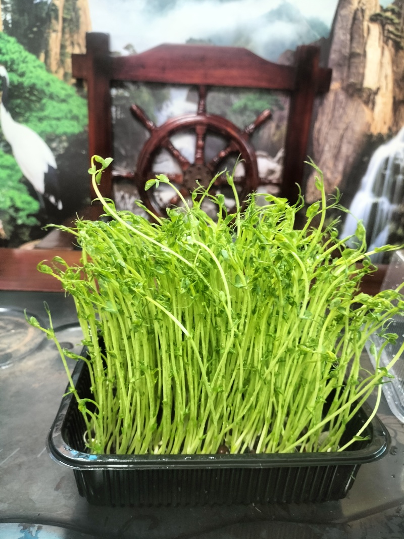 活体嫩菜