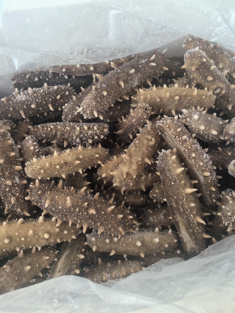 鲜食海参即食海参肉质肥厚Q弹产地直发保证品质